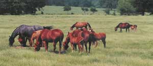 Mares in Pasture